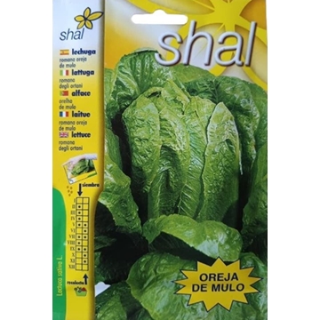 LECHUGA ROMANA OREJA DE MULO - Imagen 1