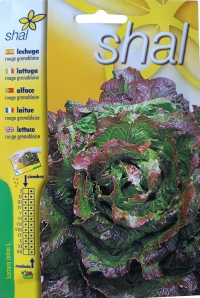 LECHUGA ROUGE GRENOBLOISE - Imagen 1