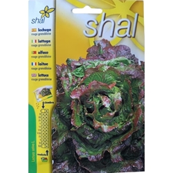 LECHUGA ROUGE GRENOBLOISE - Imagen 1