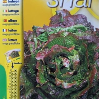 LECHUGA ROUGE GRENOBLOISE - Imagen 1