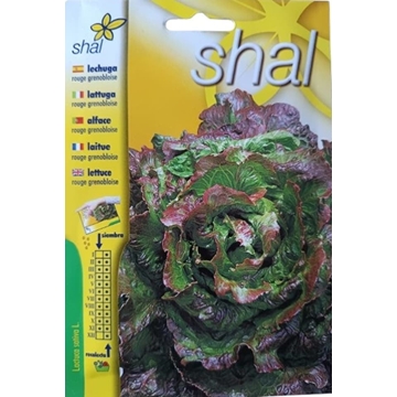 LECHUGA ROUGE GRENOBLOISE - Imagen 1