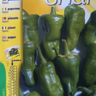 PIMIENTO DE PADRON - Imagen 1