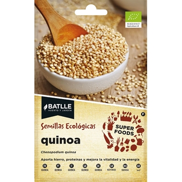 Quinoa Pseudocereal sin gluten, muy adecuado para la alimentación humana. De 80 a 100 cm de altura. - Imagen 1