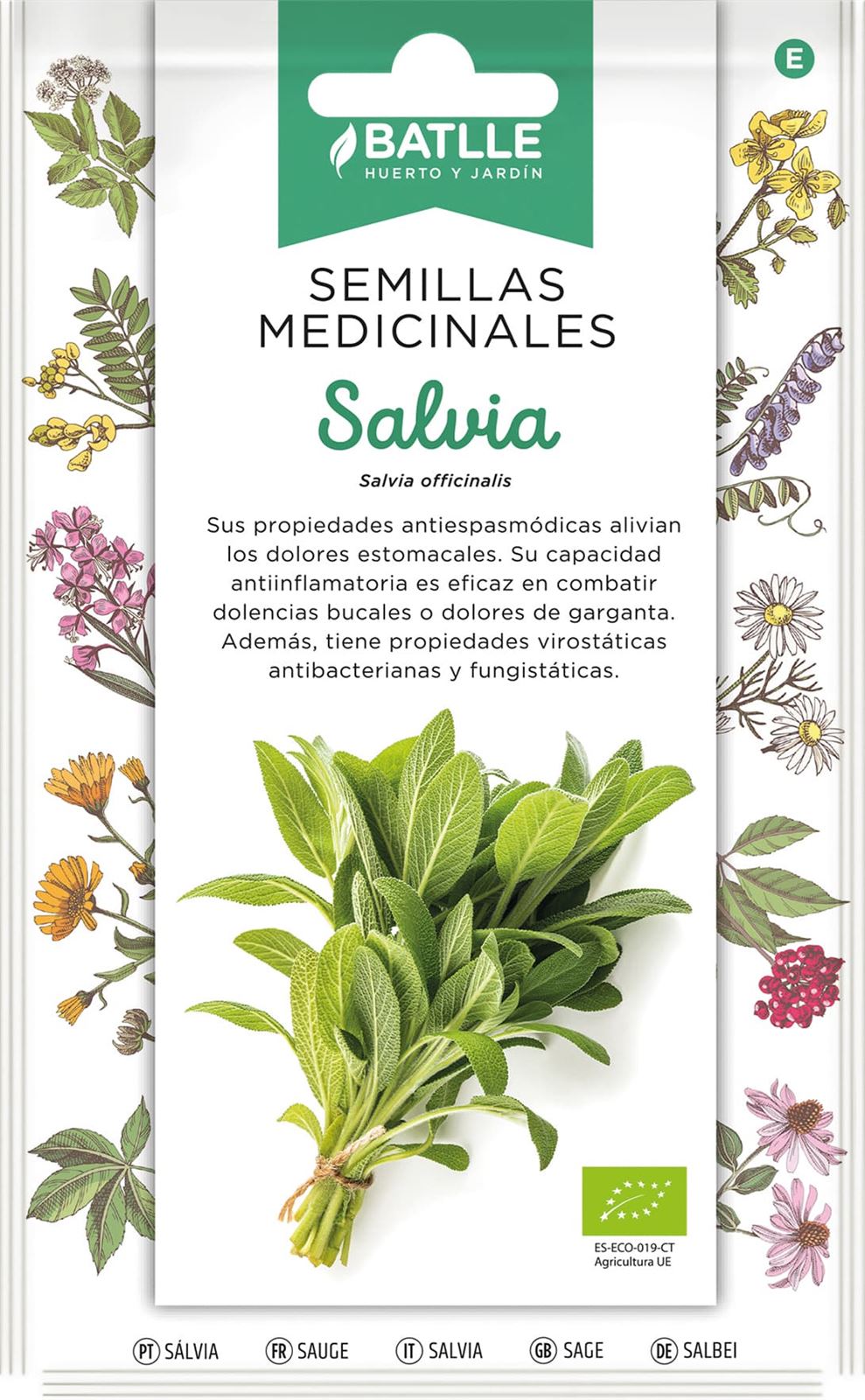 Salvia Planta herbácea típica de la región Mediterránea. Altura de 70 cm, con tallos pubescentes y flores violáceas. Usada como condimento o en infusiones. - Imagen 1