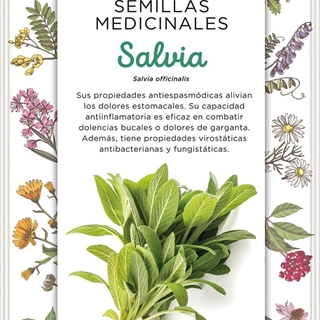 Salvia Planta herbácea típica de la región Mediterránea. Altura de 70 cm, con tallos pubescentes y flores violáceas. Usada como condimento o en infusiones. - Imagen 1
