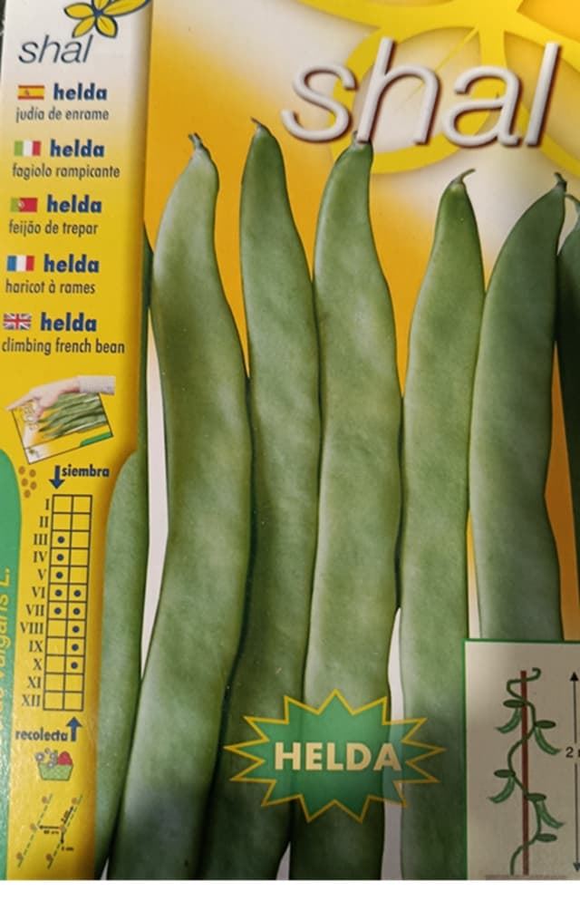 Semilla de Judia Helda - Imagen 1