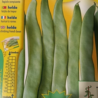 Semilla de Judia Helda - Imagen 1