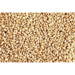 TRIGO EN GRANO SACO 10Kgr - Imagen 1